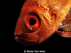 Close enough ? by Bruno Van Saen 